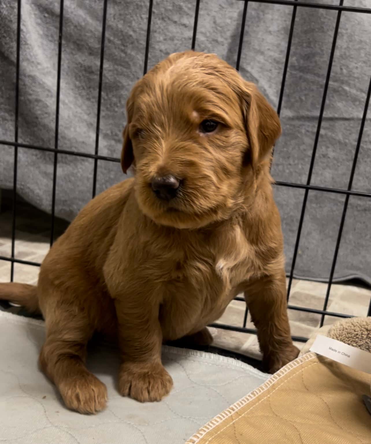 Blue Collar Boy - Available