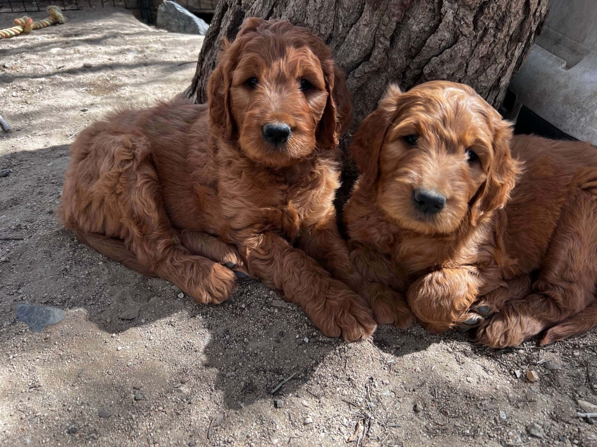 Puppy Application