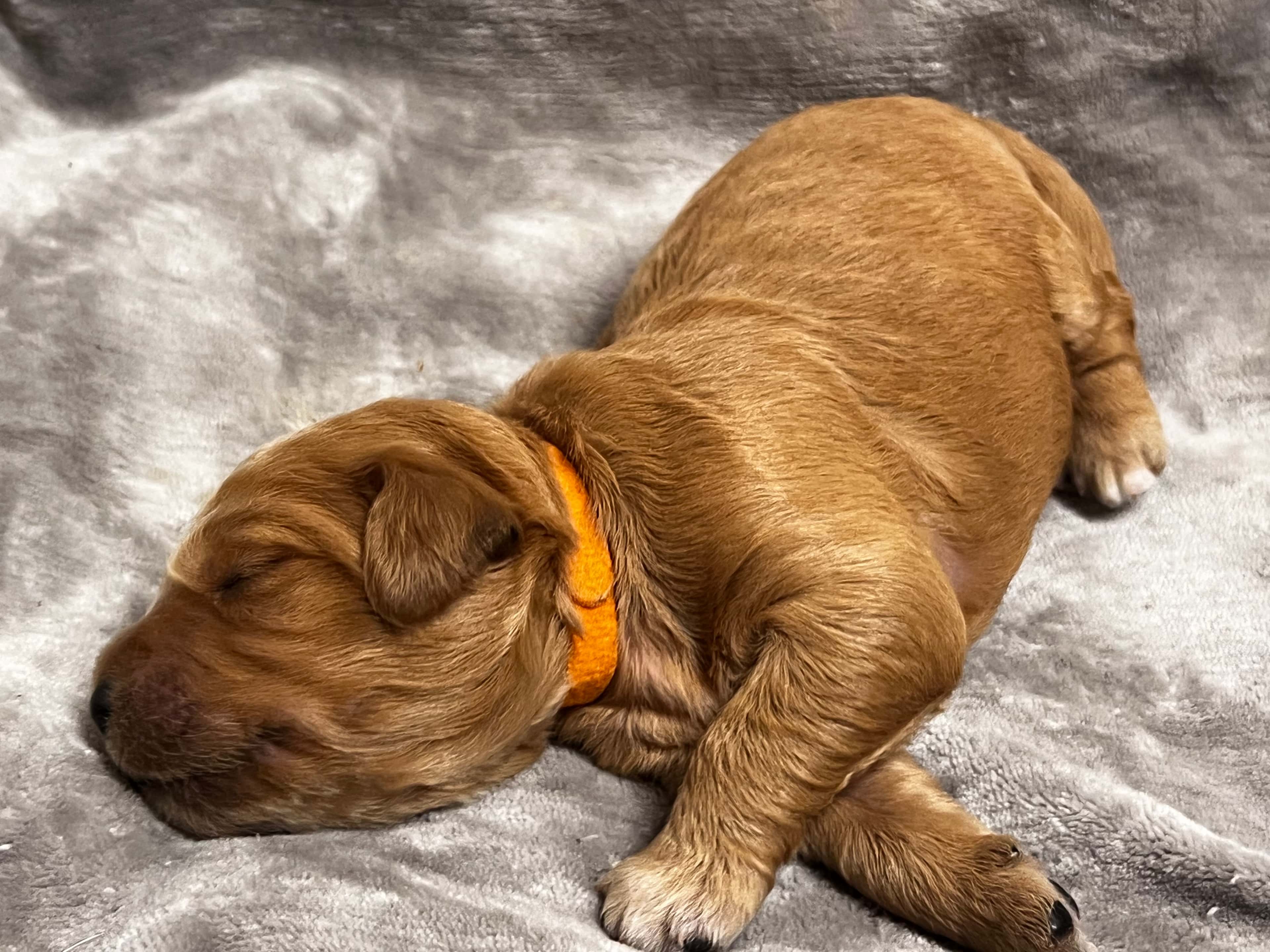 Orange collar girl - On Hold