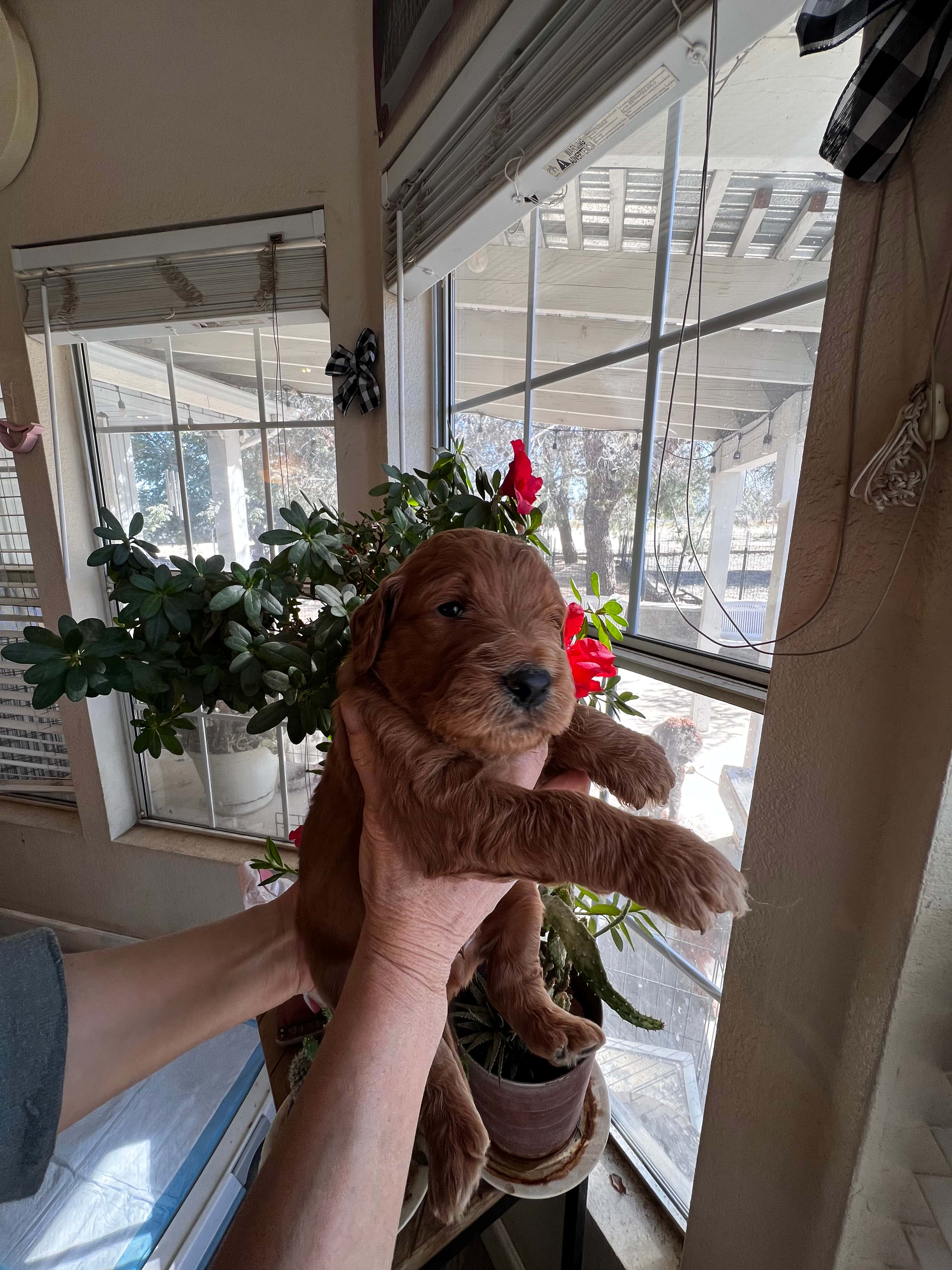Red collar boy - Reserved 