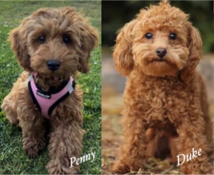 Penny + Duke’s Mini Goldendoodles in March, 2024