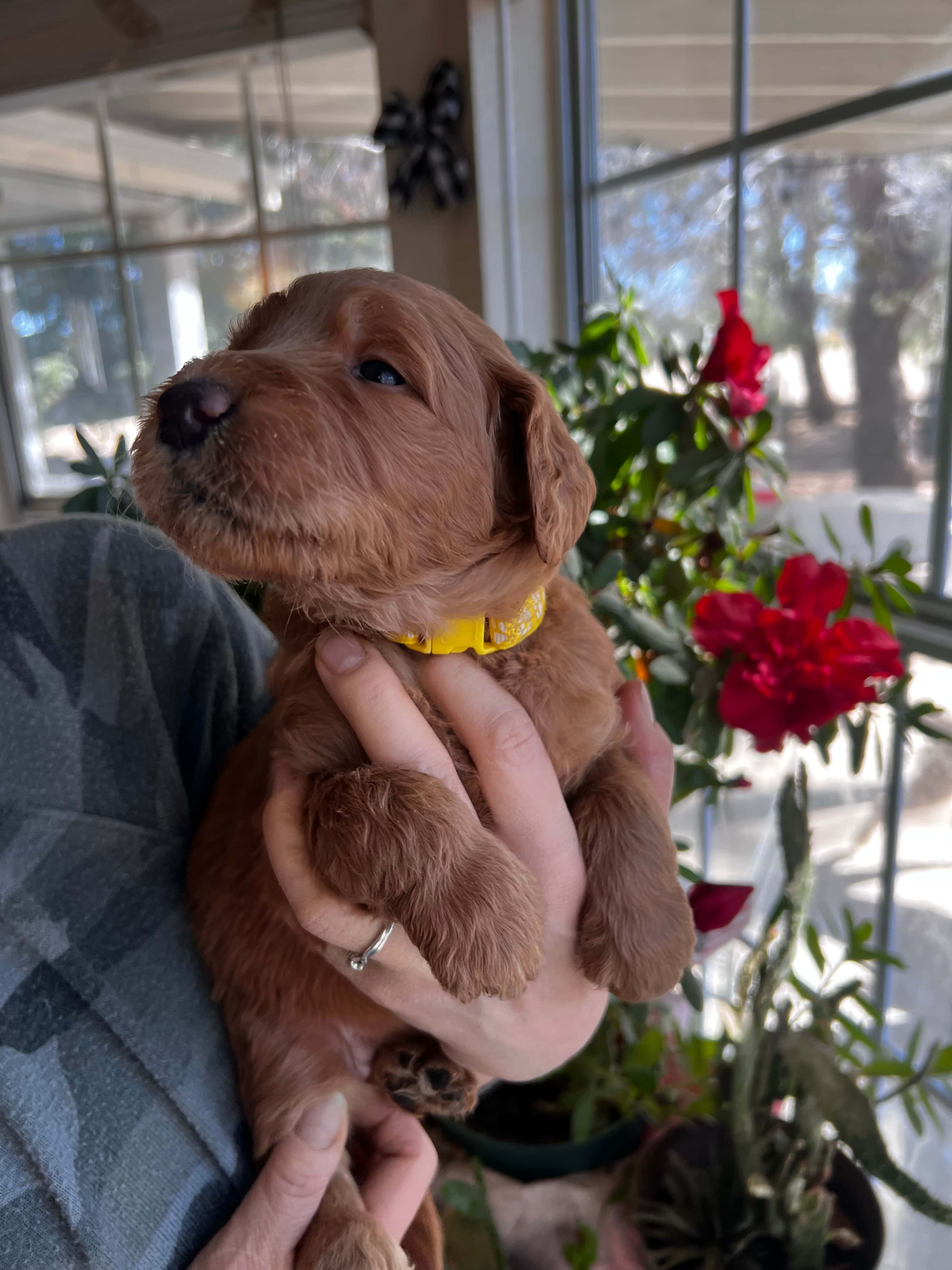 Yellow collar girl - Reserved 