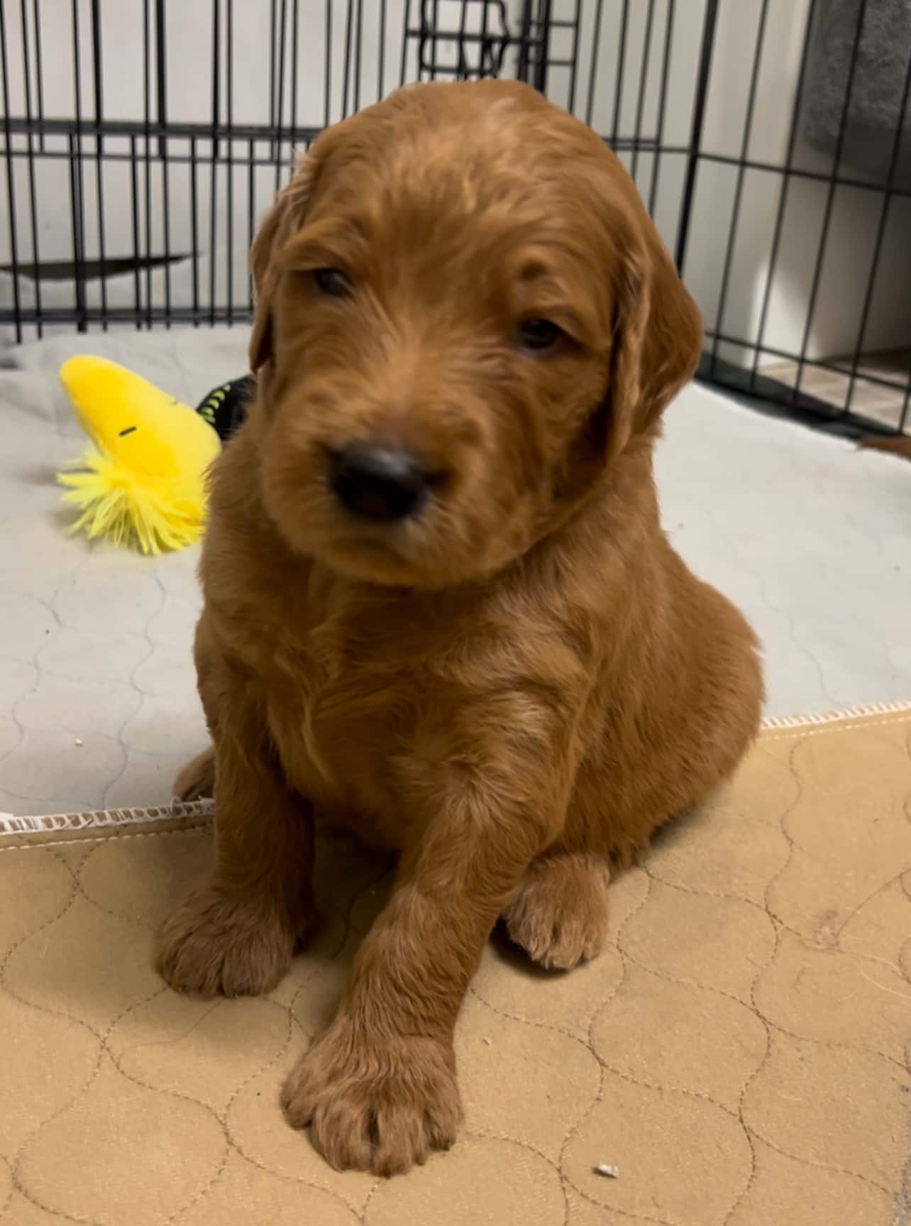 Green collar boy - Available