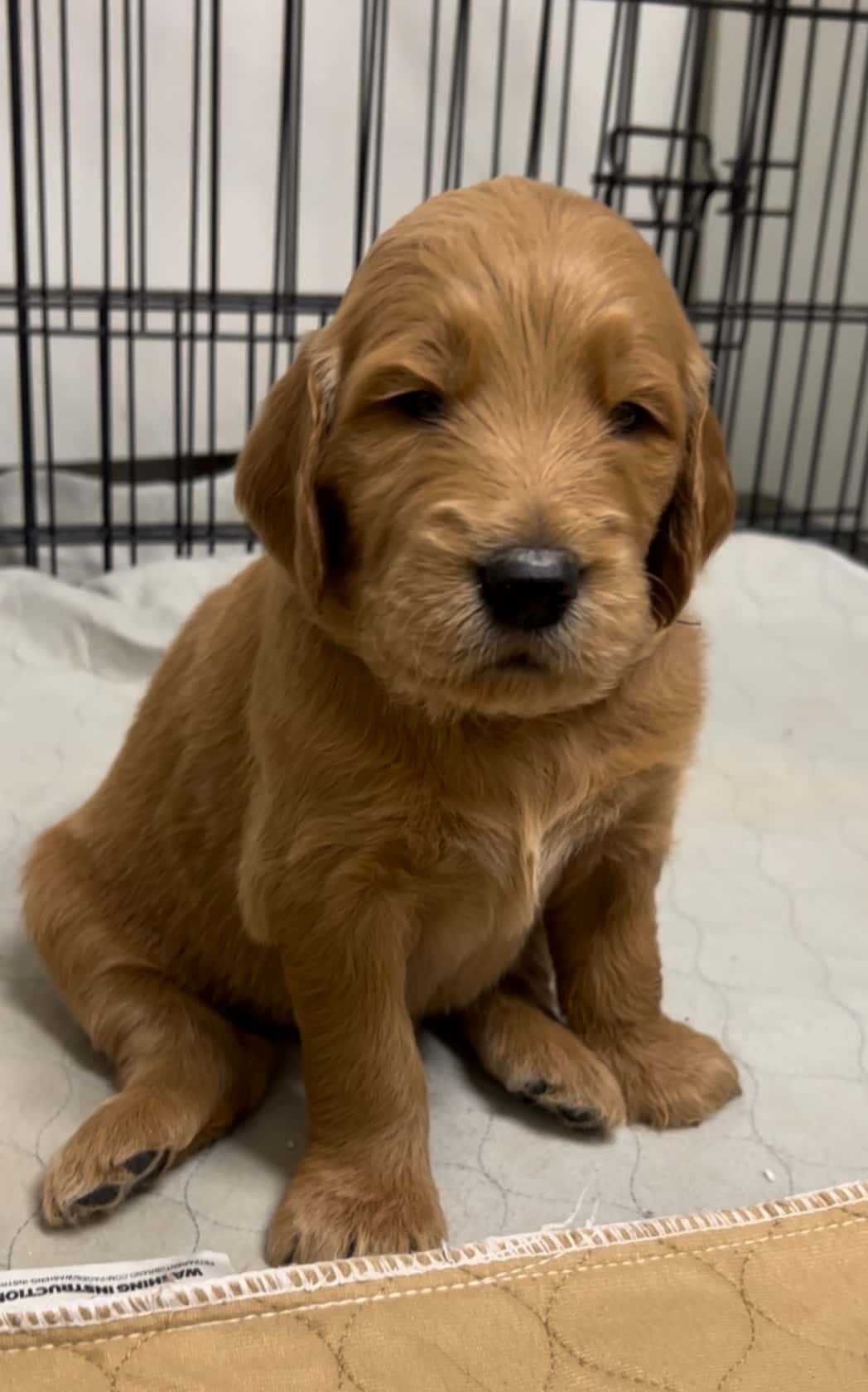 Purple collar boy - Available