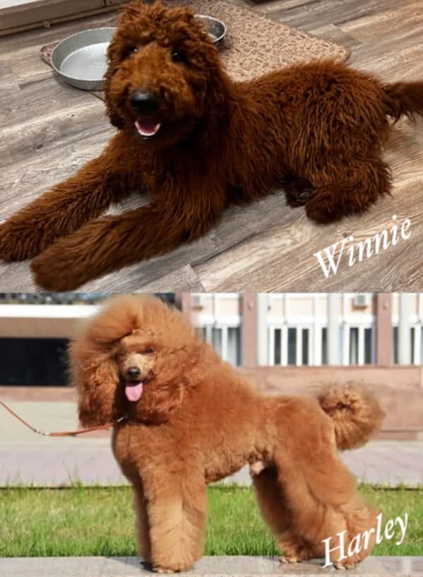 AKC Moyen Poodles (25lbs) in December 2023