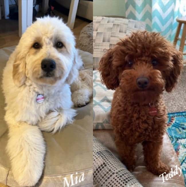 Mia + Teddy’s F1b Medium Goldendoodles in May, 2024