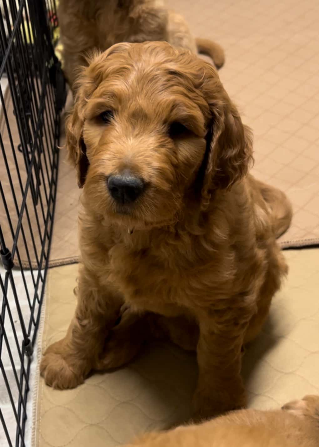 Available Puppies