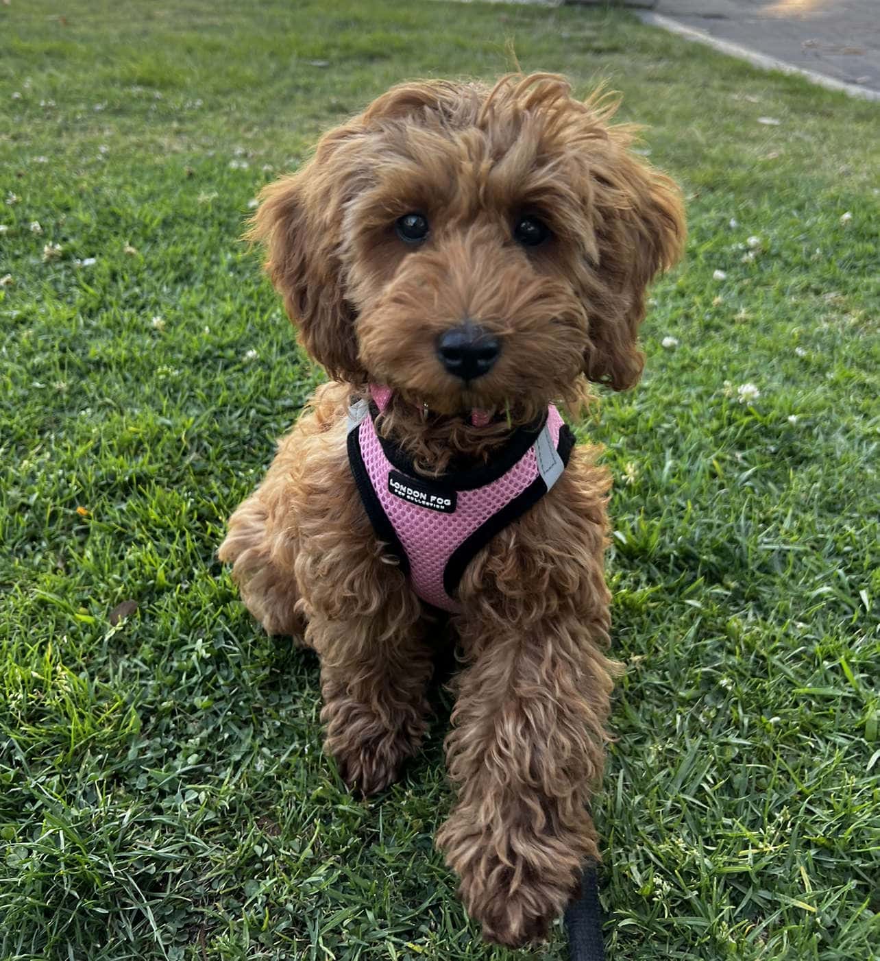 Penny
