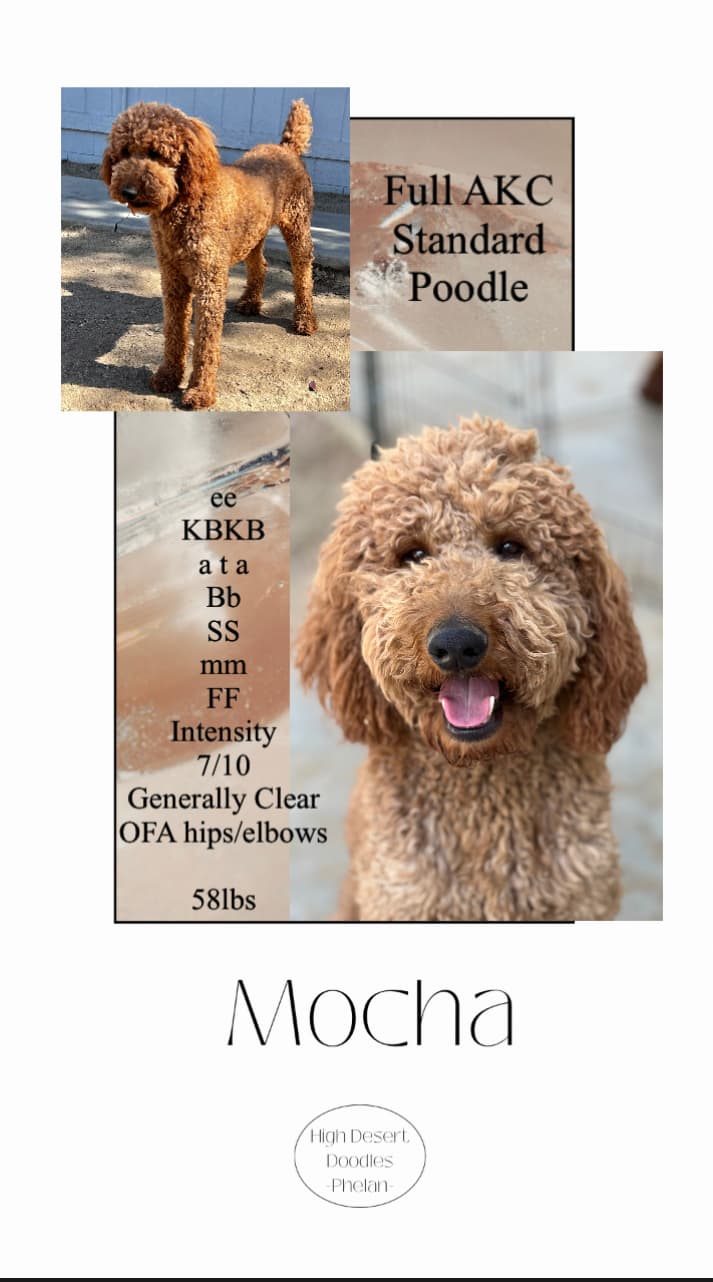 Mocha Stud Service Ad