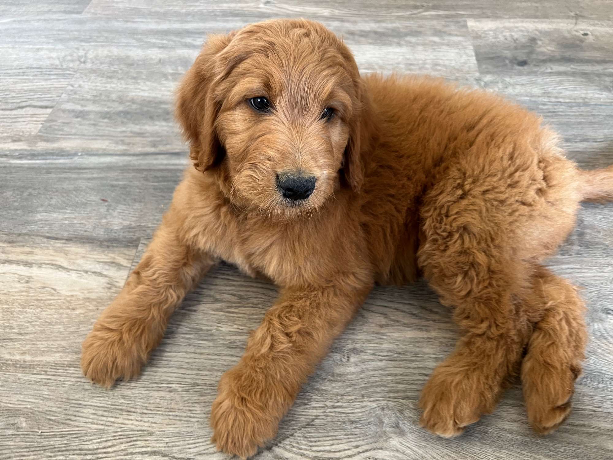 F1 Goldendoodle puppies - February 2022 litter